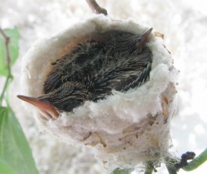 The Hummingbird Eggs Have Hatched!!