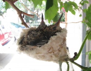 The Baby Hummingbirds Are Getting Bigger!!